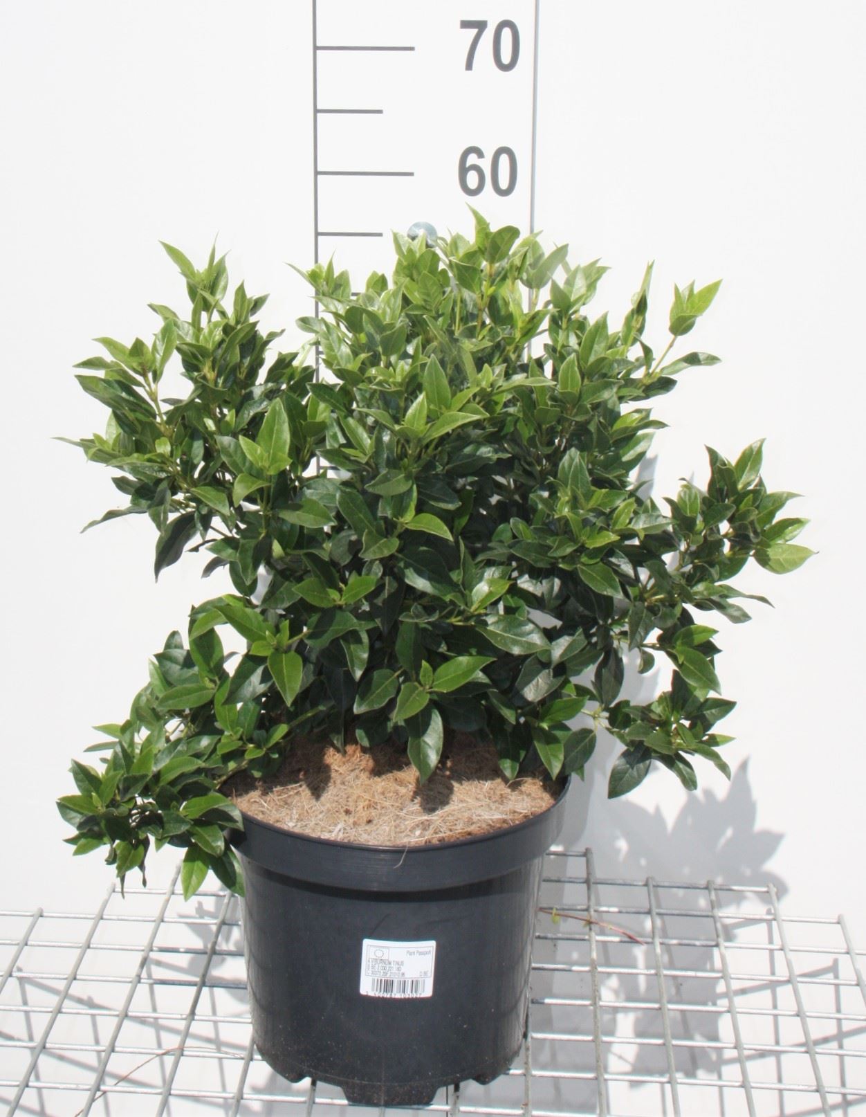 Viburnum tinus - pot - 60-80 cm