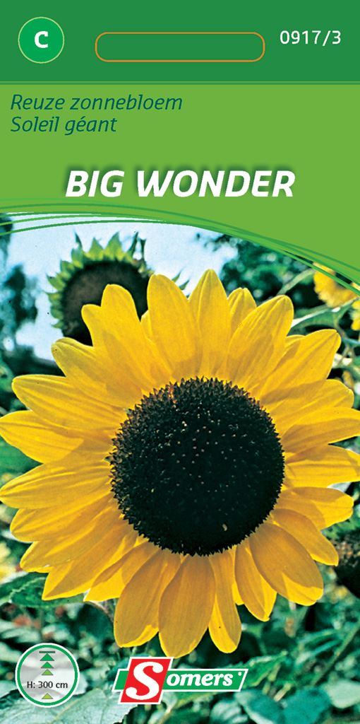 Somers Reuze Zonnebloem Big Wonder