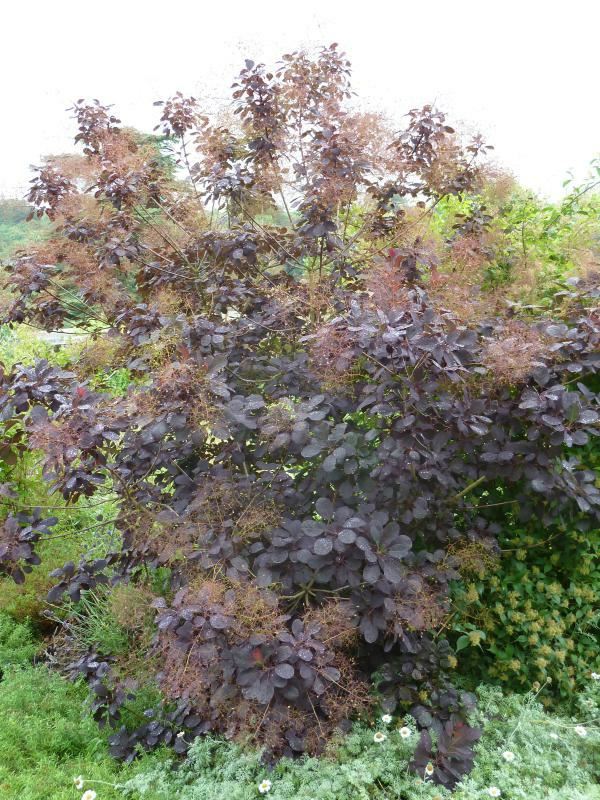 Plantenfiche-Cotinus-coggygria-Royal-Purple-