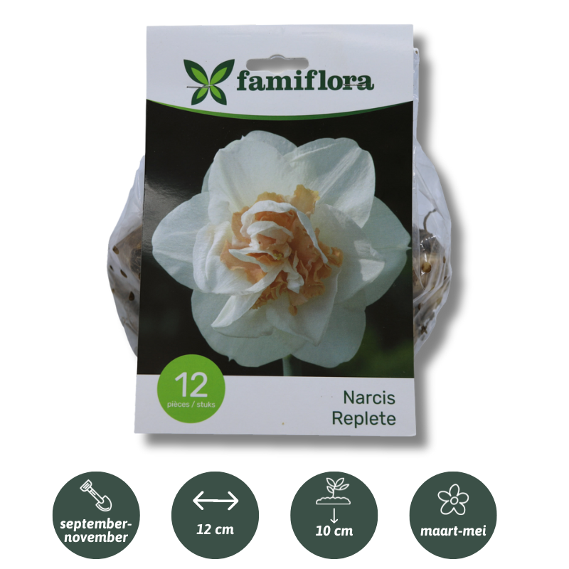 Famiflora Narcissus Replete - 12 bulbs - Size 12/14 - Spring flowering bulbs