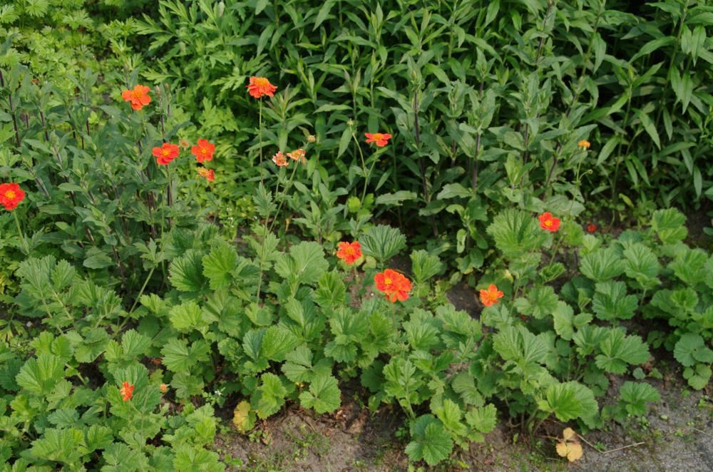 Plantenfiche-Geum-coccineum-Borisii-