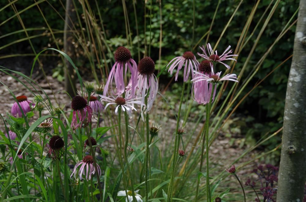 Plantenfiche-Echinacea-pallida