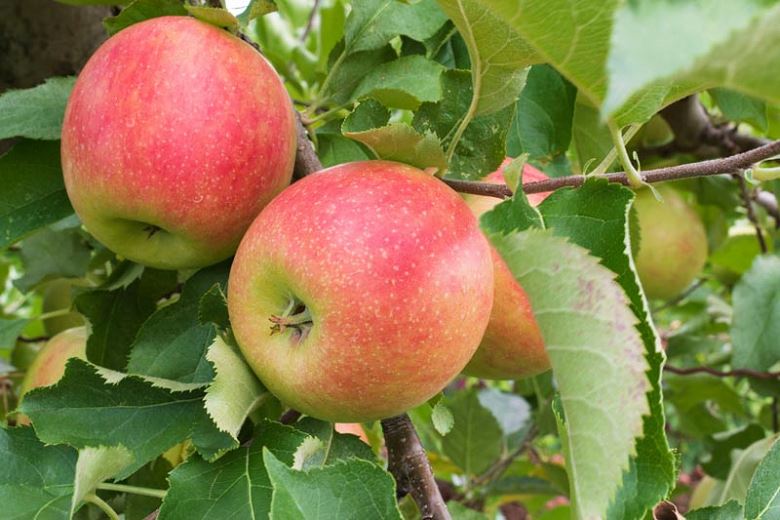 Malus domestica 'Jonagold' - pot - Touffu