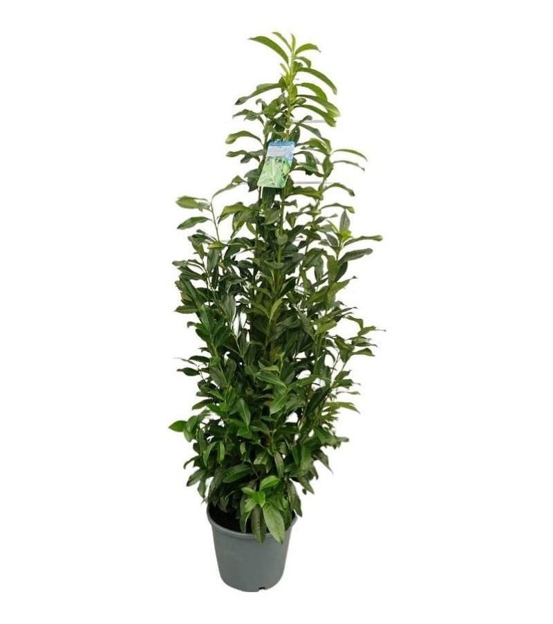 Prunus laurocerasus 'Mariblon' (Genolia) - pot 12L - 100-125 cm