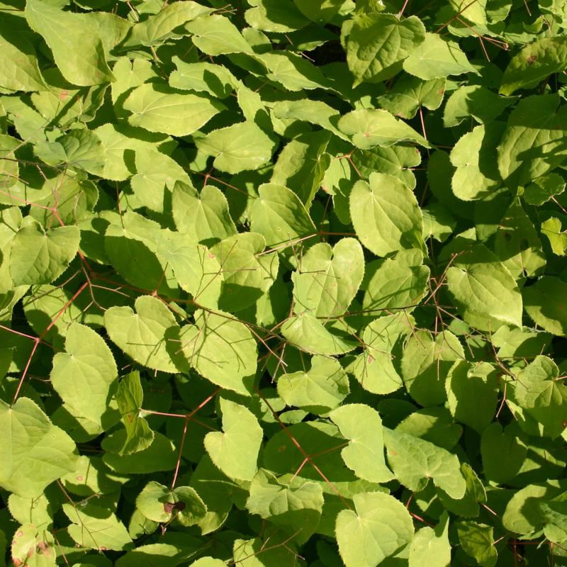 Plantenfiche-Epimedium-x-cantabrigiense