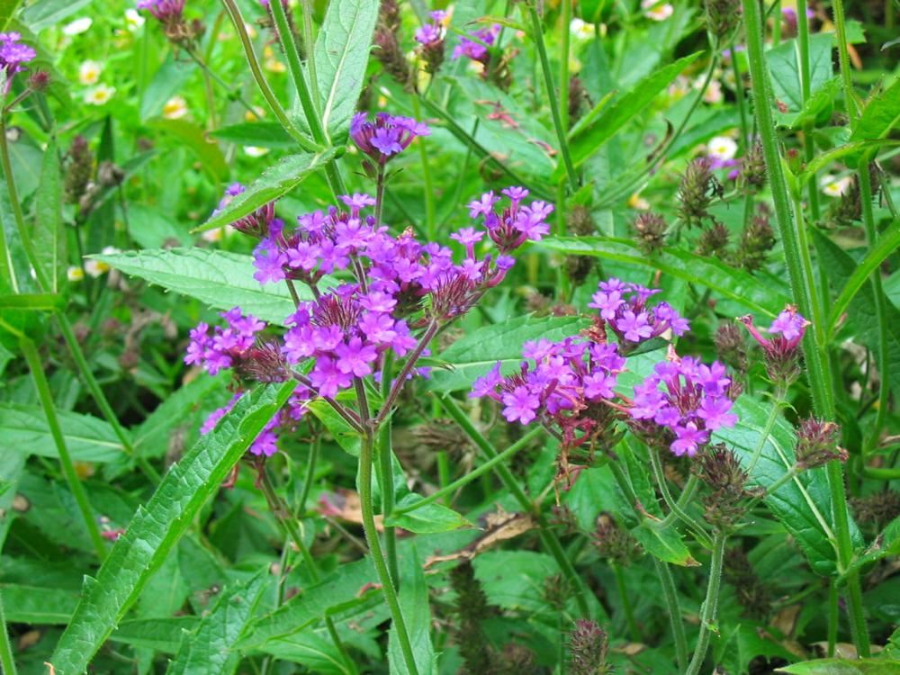 Plantenfiche-Verbena-rigida