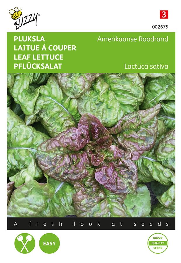 Pick lettuce American red edge