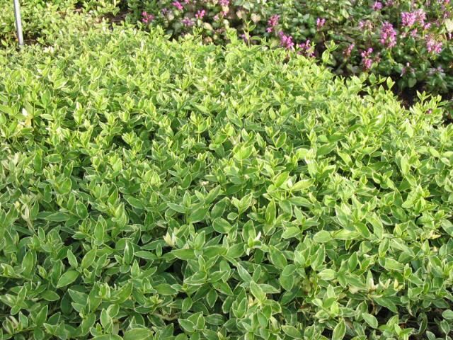 Plantenfiche-Vinca-minor-Argenteovariegata-