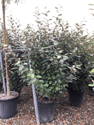 Elaeagnus x ebbingei 'Compacta' - pot 25L - 125-150 cm