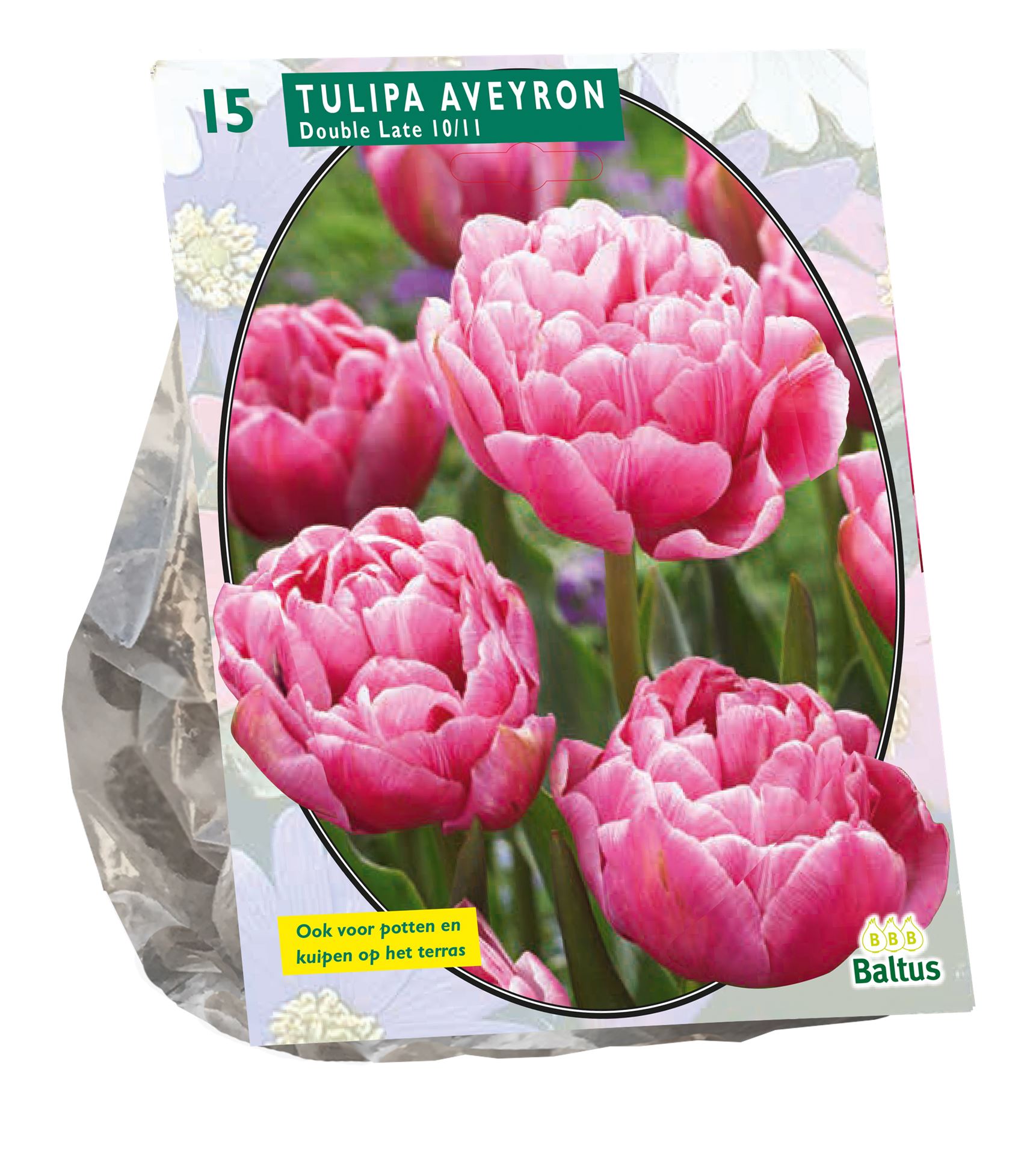 Tulipa-Dubbel-Laat-Aveyron-per-15
