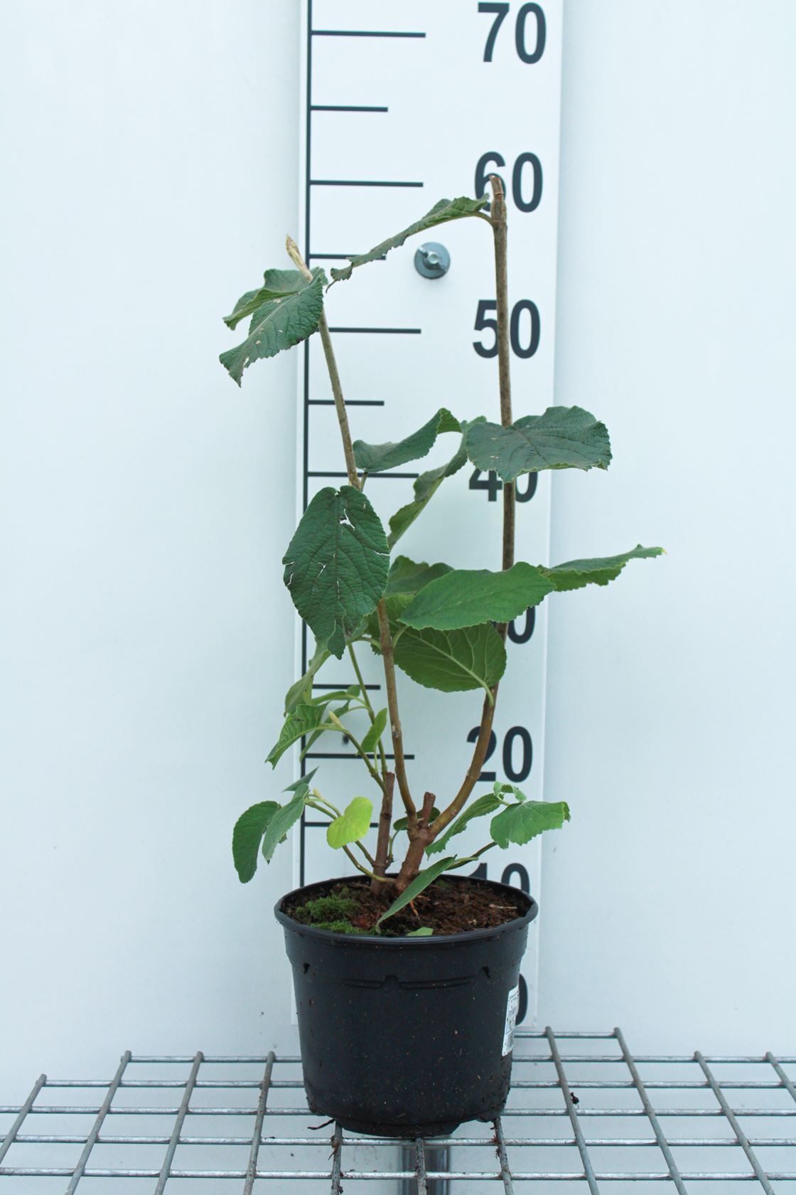 Viburnum lantana - pot - 40-60 cm
