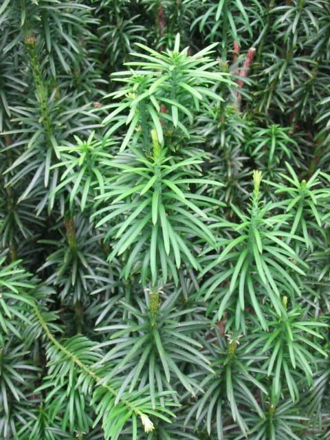 Plantenfiche-Cephalotaxus-harringtonii-Fastigiata-