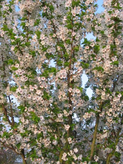 Plantenfiche-Prunus-Umineko-