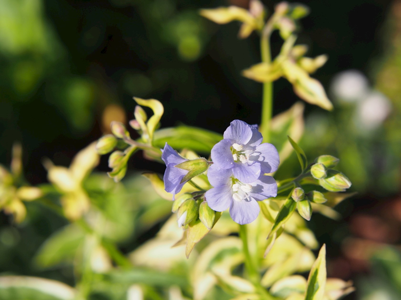 Plantenfiche-Polemonium-reptans-Stairway-to-Heaven-