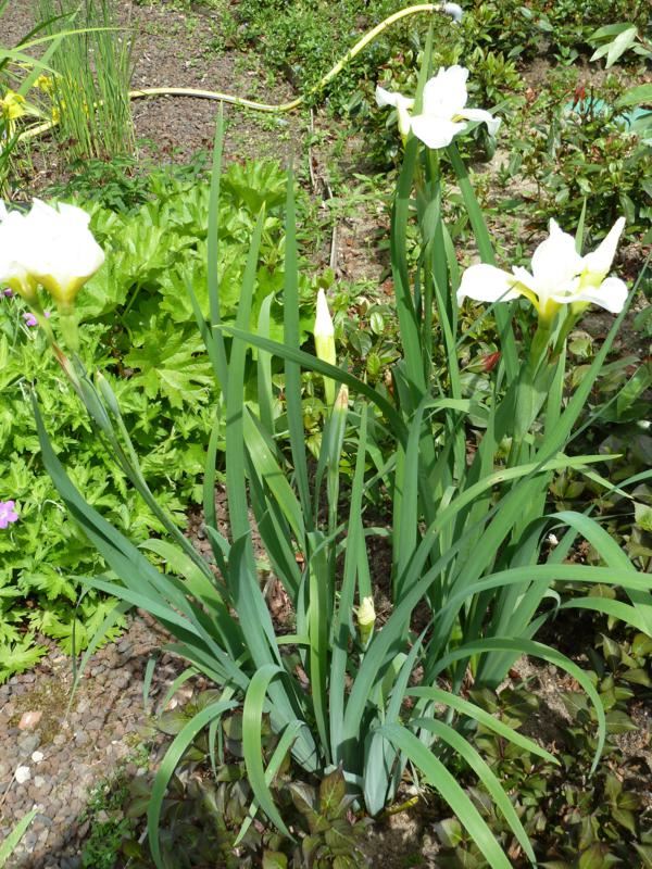Plantenfiche-Iris-laevigata-Snowdrift-