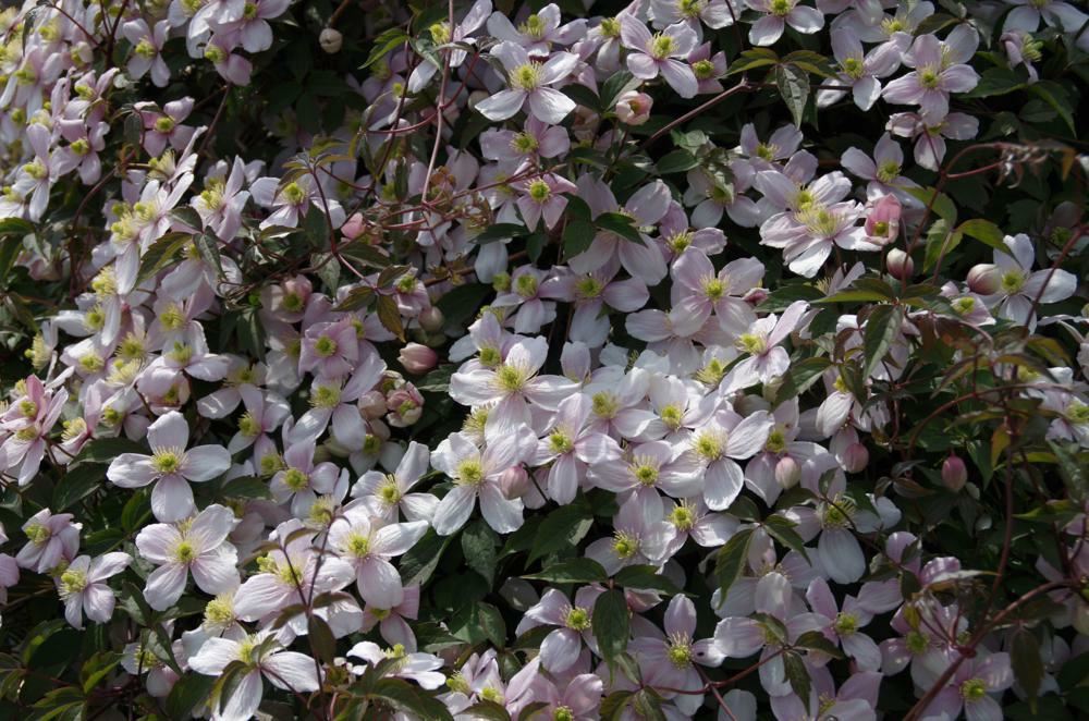 Plantenfiche-Clematis-montana-var-rubens