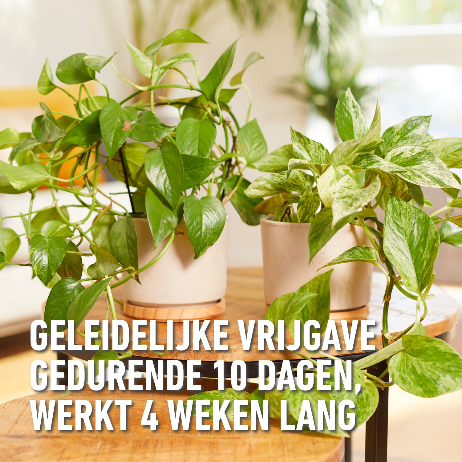 Compo-herstelkuur-kamerplanten-150ml-5x30ml-