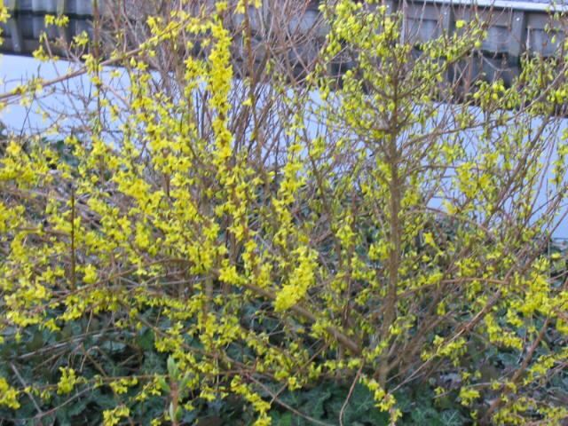 Plantenfiche-Forsythia-x-intermedia-Courtalyn-Week-End-