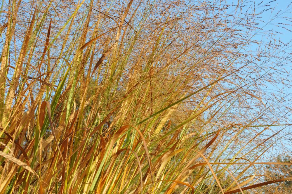 Plantenfiche-Panicum-virgatum-Thundercloud-