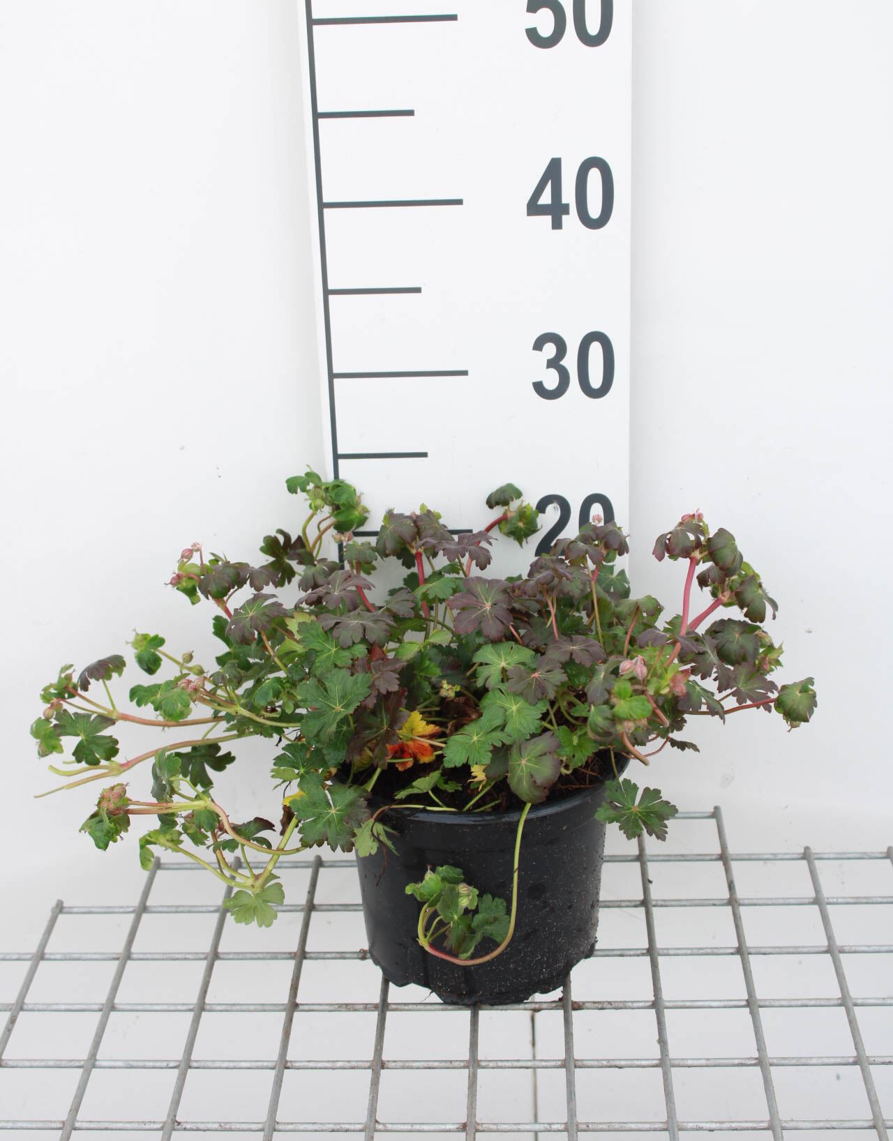 Geranium x cantabrigiense 'St Ola' - pot 2L