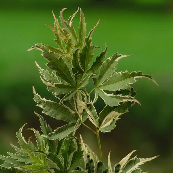 Plantenfiche-Acer-palmatum-Butterfly-