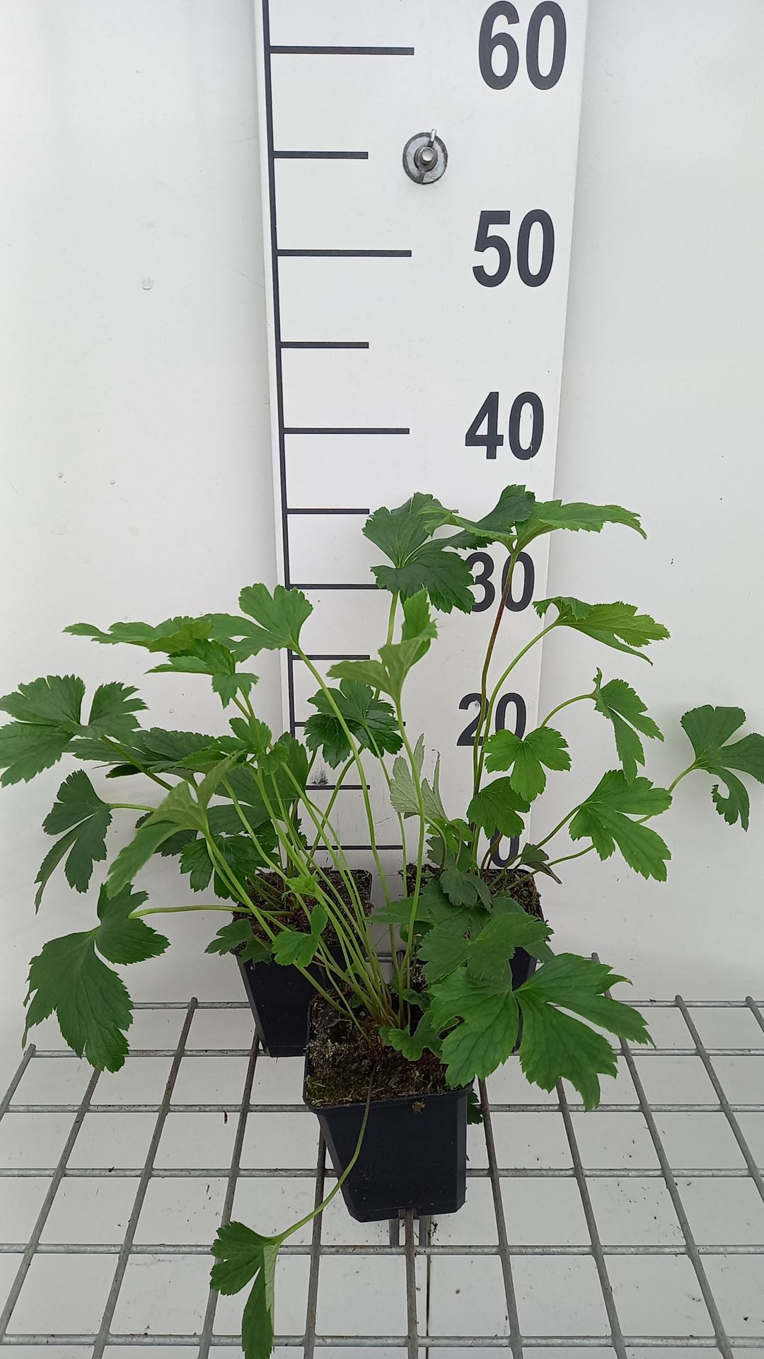 Anemone 'Macane001' (Wild Swan) - pot 9x9 cm