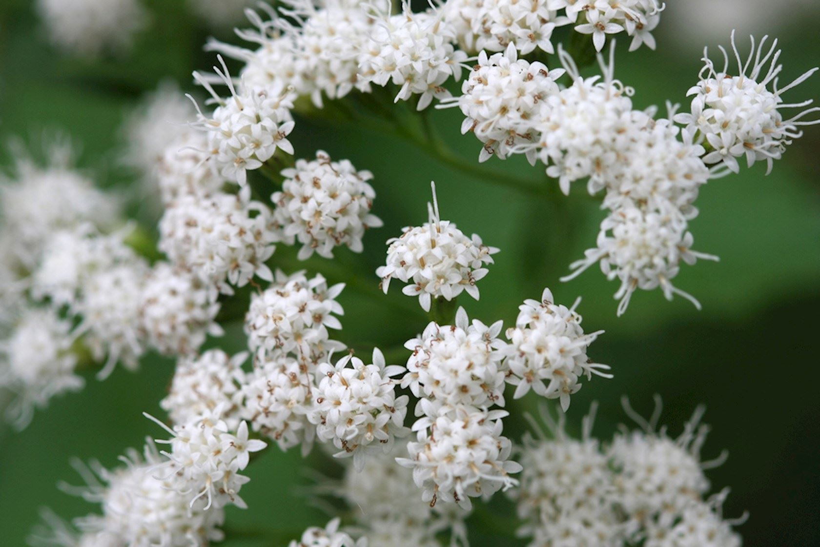 Plantenfiche-Eupatorium-rugosum