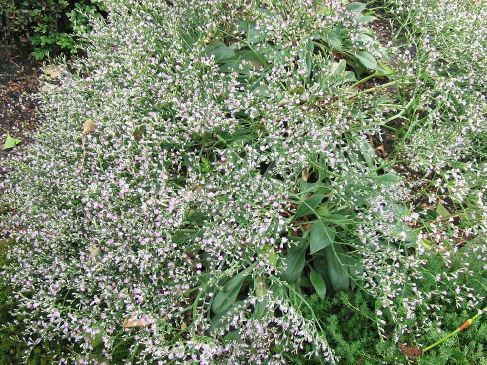 Plantenfiche-Goniolimon-tataricum