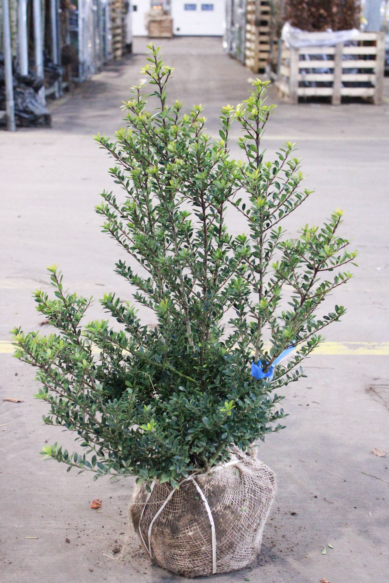 Ilex maximowicziana var. kanehirae - clod of earth - 60-80 cm