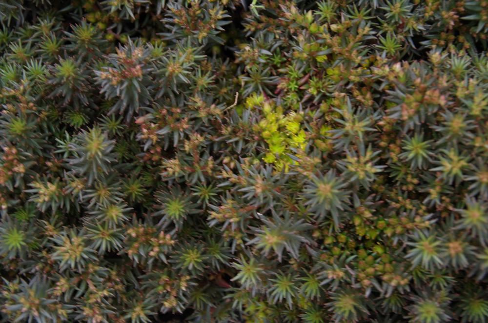 Plantenfiche-Sedum-Chocolate-Ball-