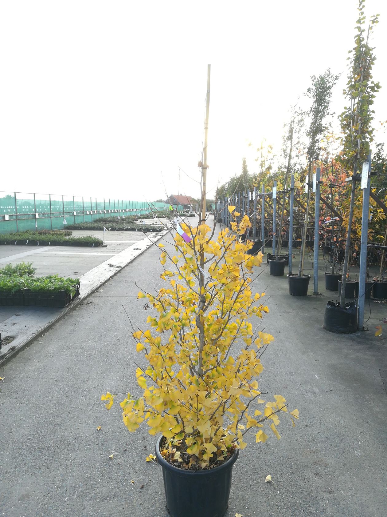 Ginkgo biloba 'Blagon' (Fastigiata Blagon) - pot 35L - 175-200 cm