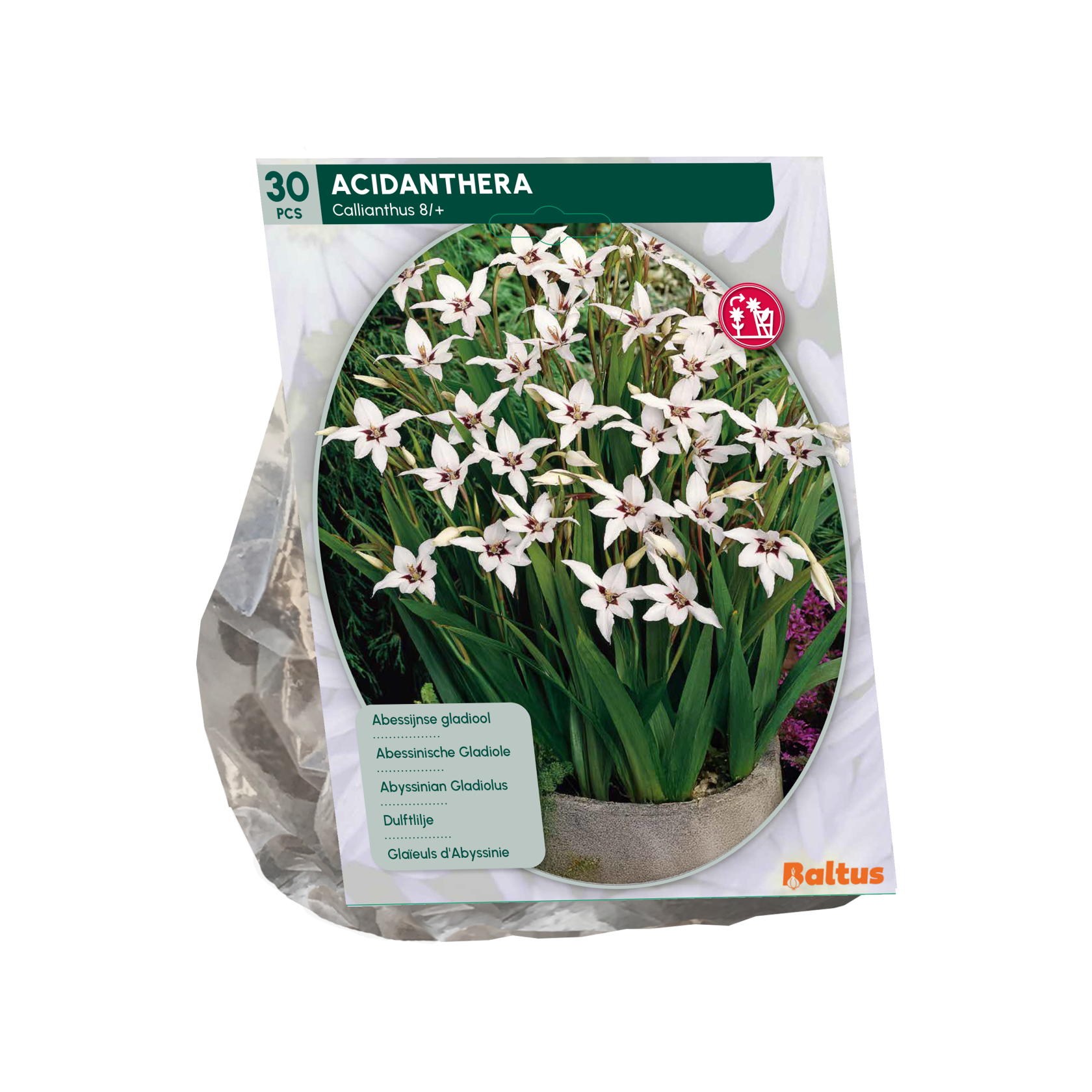 Baltus gladioli 'Acidanthera' - Bicolore - Bulbes de printemps - Par 30 bulbes (blanc)