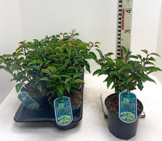 Prunus lusitanica - pot - 40-50 cm - Touffu