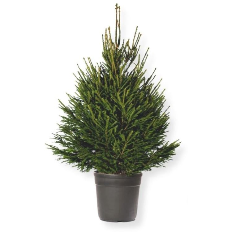 Picea-abies-125-150-cm-C10