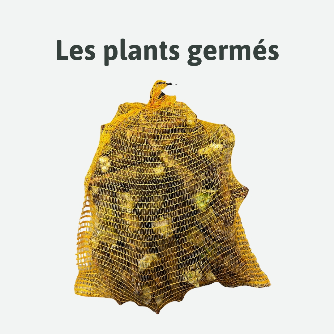 plants germés