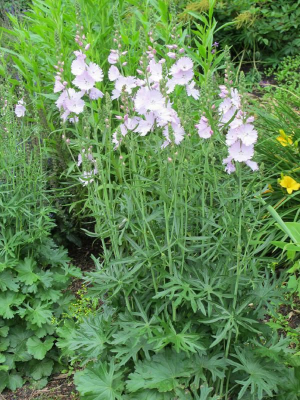 Plantenfiche-Sidalcea-Elsie-Heugh-