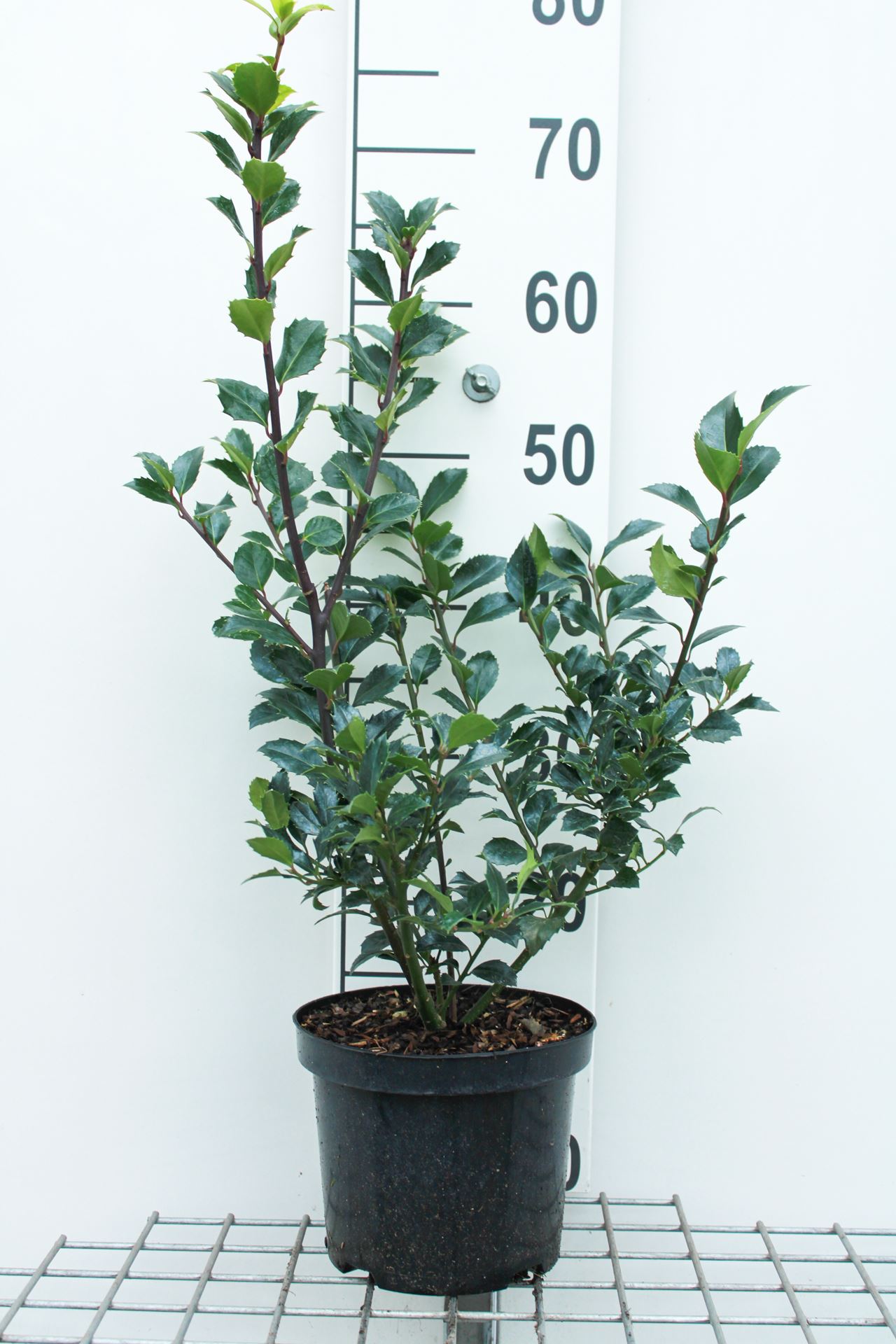 Ilex x meserveae 'Hachfee' (Heckenfee) - pot - 40-60 cm