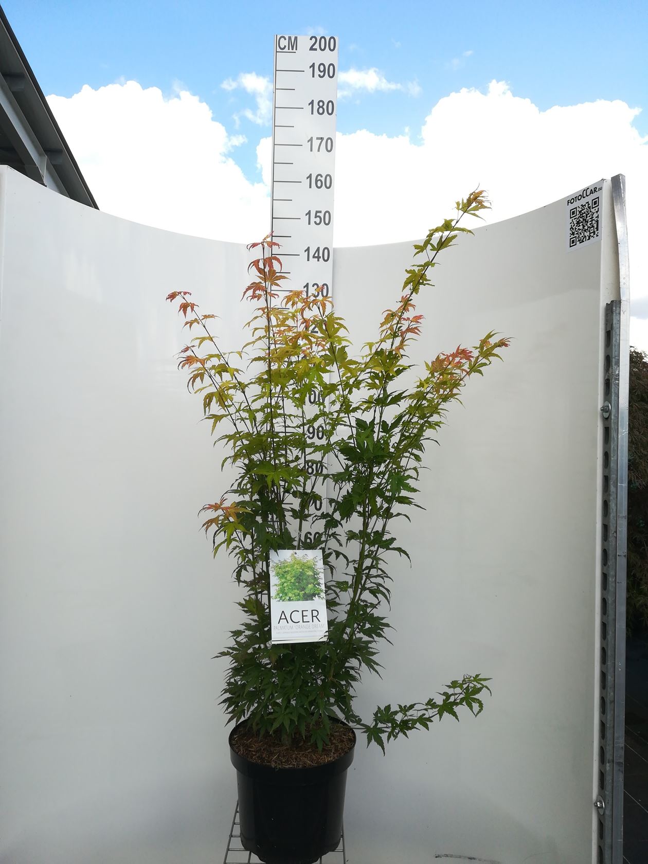 Acer palmatum 'Orange Dream' - pot 10L - 60-80 cm