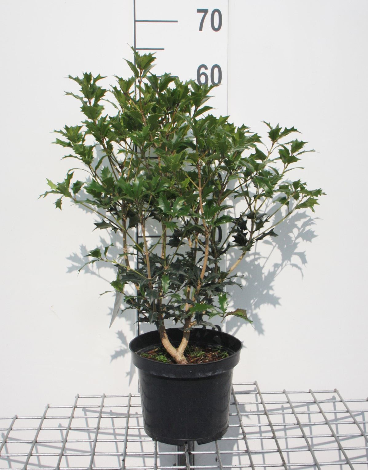 Osmanthus heterophyllus - pot - 40-60 cm - struik