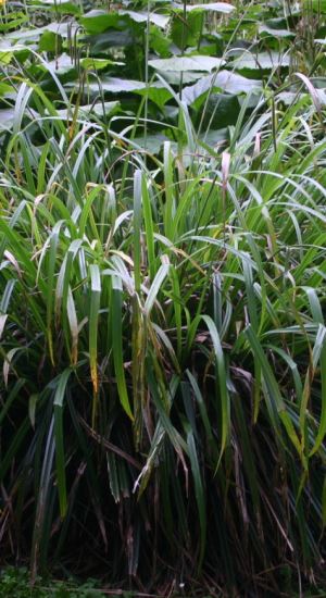 Carex pendula - pot 1,3L