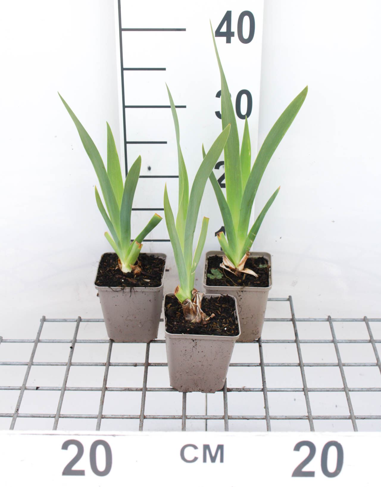 Iris 'White Knight' - pot 9x9 cm