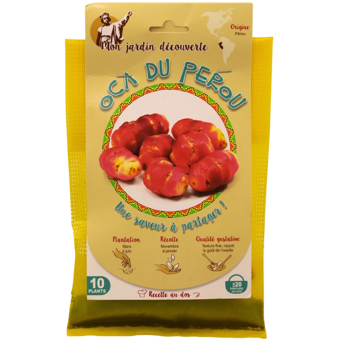 Oca-knollen-uit-Peru-10-planten