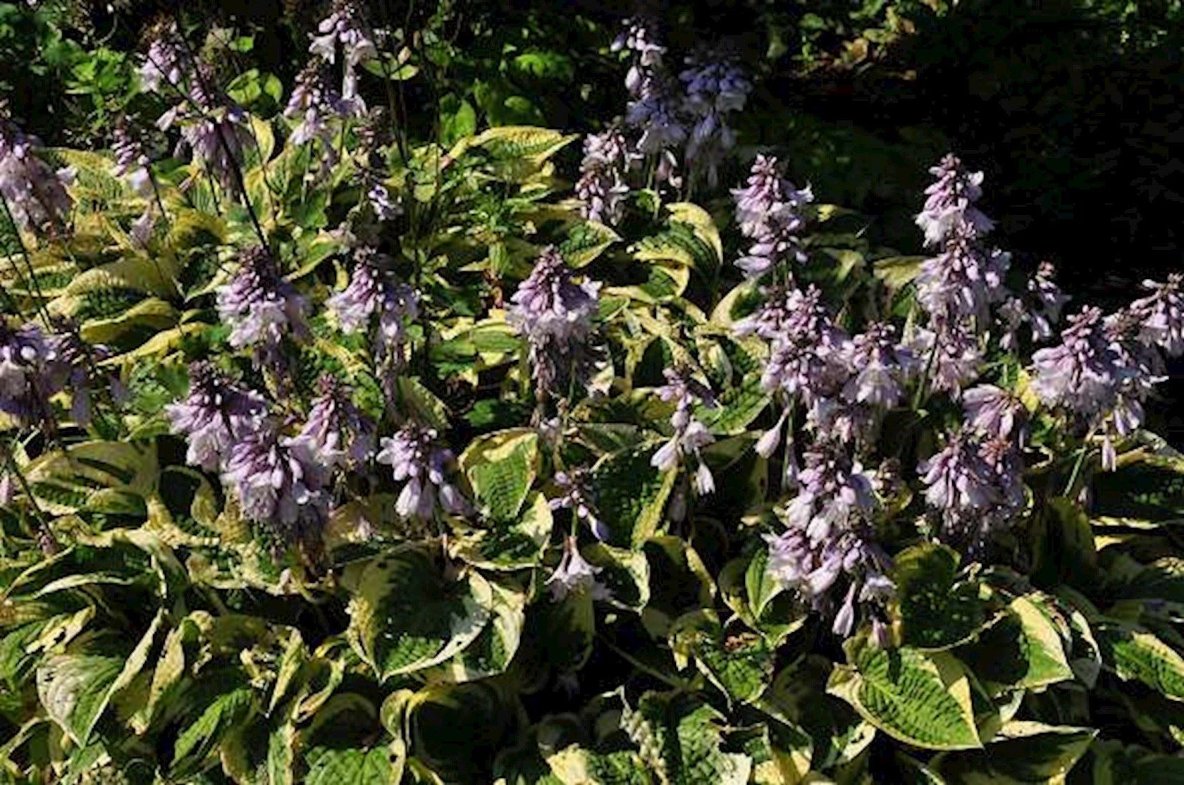 Plantenfiche-Hosta-Wide-Brim-