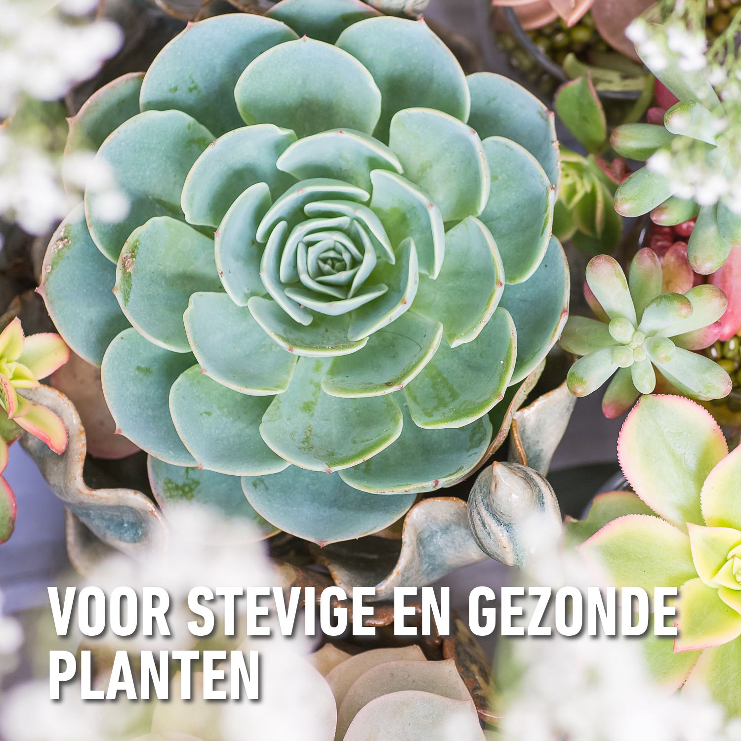 Compo-sana-cactuspotgrond-5L