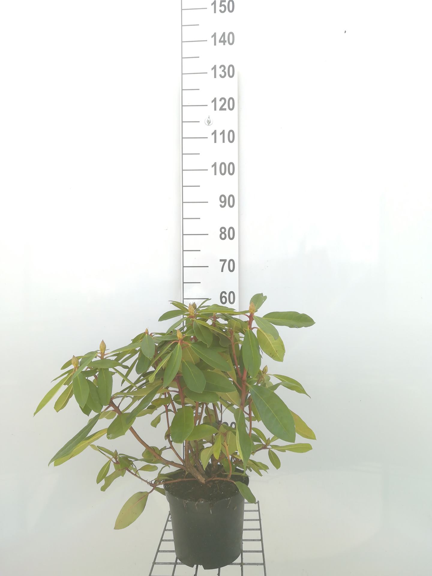Rhododendron 'Eucharis' - pot - 40-50 cm