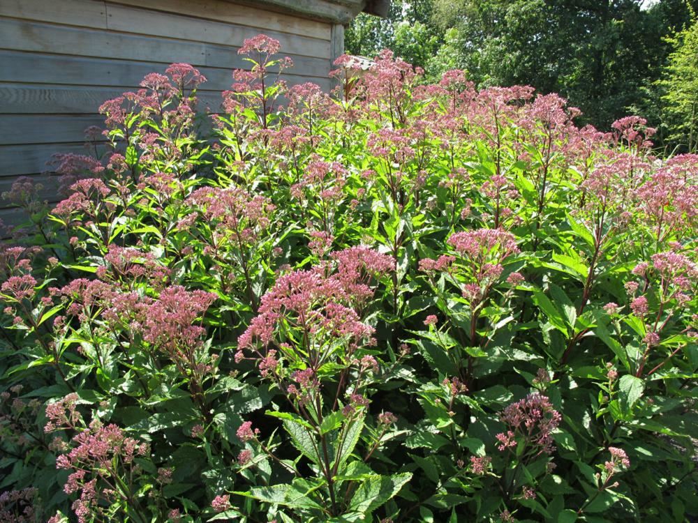 Plantenfiche-Eupatorium-maculatum-Atropurpureum-
