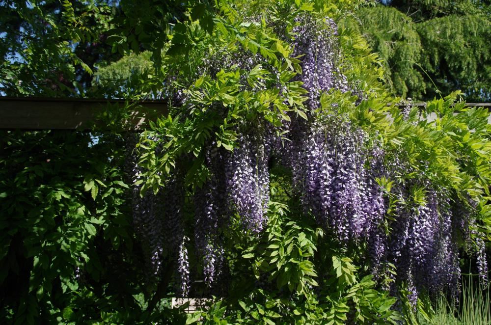 Plantenfiche-Wisteria-floribunda-Kyushaku-