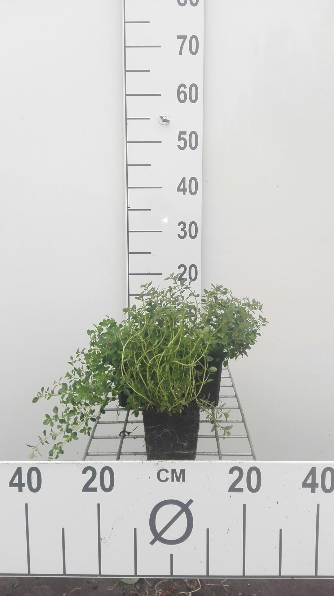 Citroentijm - pot 9x9 cm (Thymus x citriodorus)