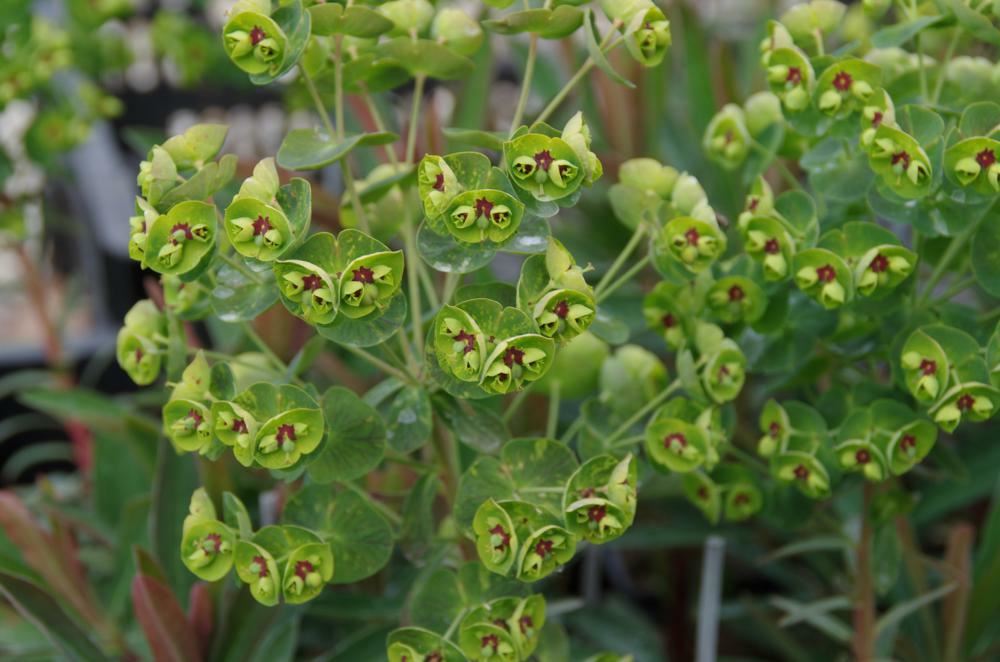 Plantenfiche-Euphorbia-x-martinii