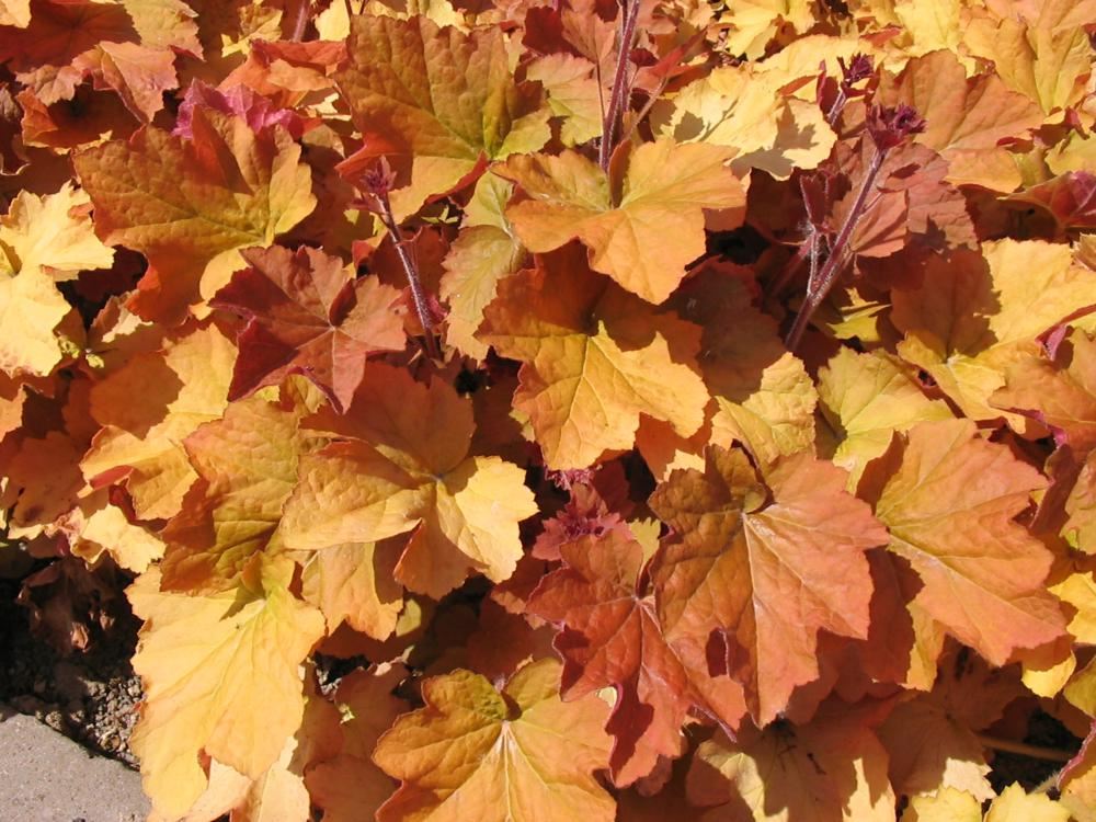 Plantenfiche-Heuchera-Caramel-